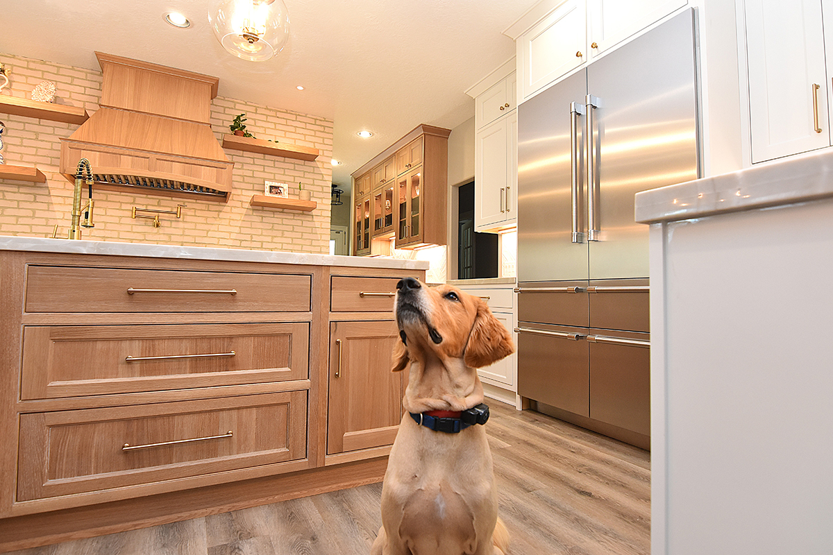 Dog looking around a kitchen with stained and painted cabinets